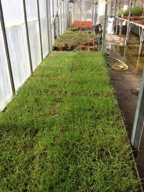 Parasite experiments are being done in greenhouse facilities at the Agri-food Canada Research Centre in Lethbridge, as well as in incubators in Calgary and 20 study farms.