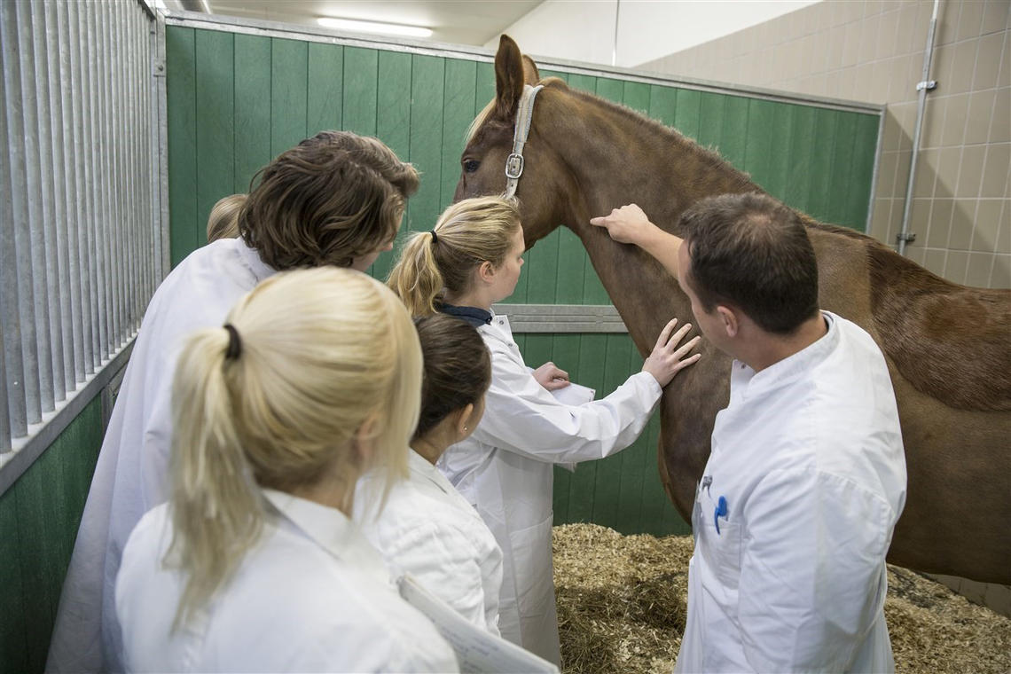Dutch vet med students examine a horse
