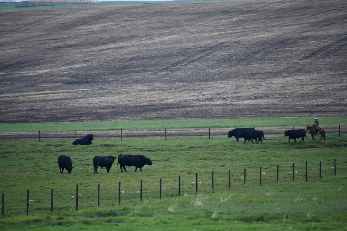 During the non-breeding season, bulls are kept together in paddocks, where they form relationships and develop social hierarchies