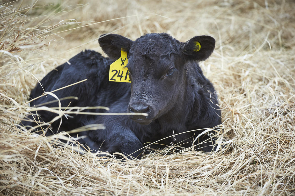 Cows at W.A. Ranches