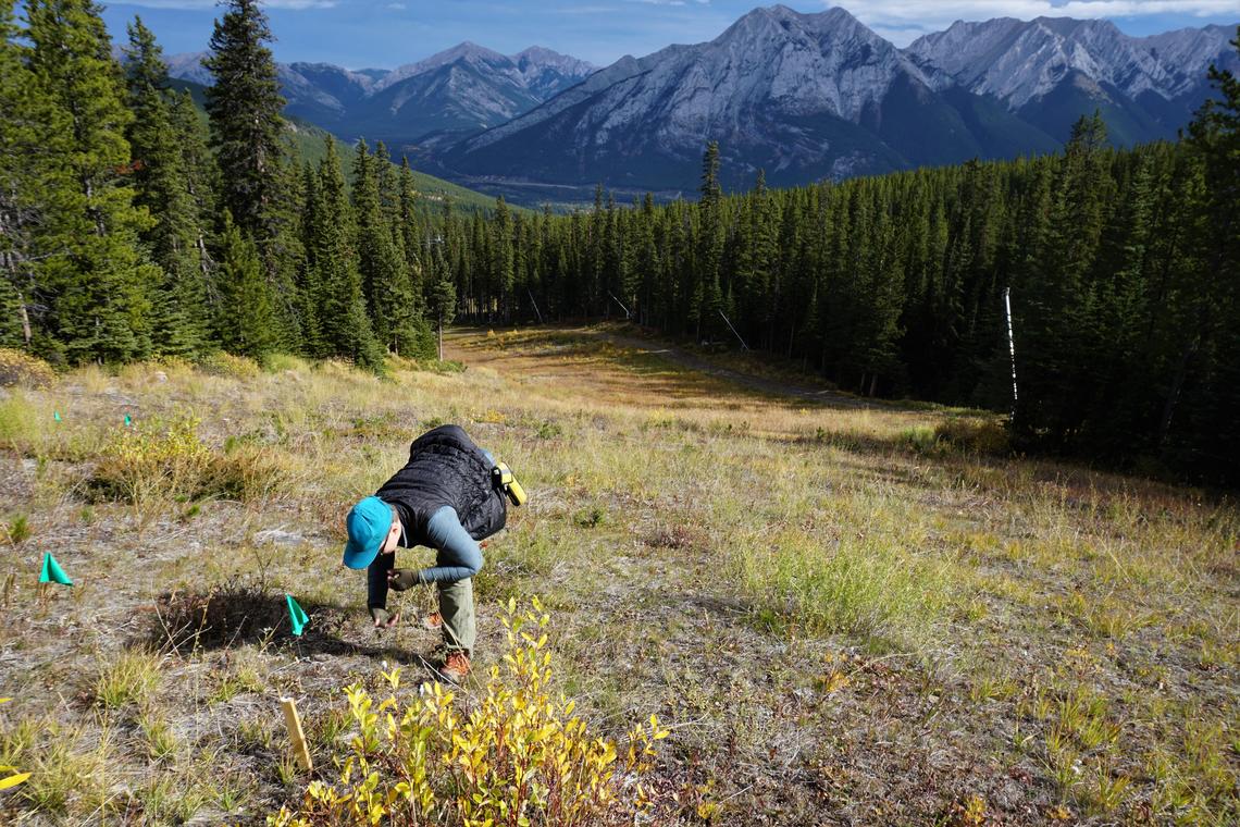 Meadley Dunphy examines equipment at a site on Nakiska ski hill.