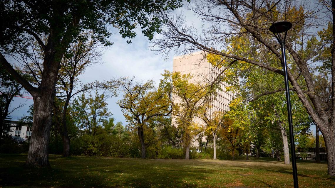 Underneath the trees behind the Professional Faculties building and Scurfield Hall