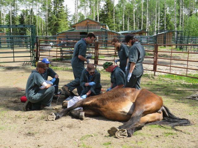 UCVM veterinarians, animal health technicians, and students operating on wild stallion