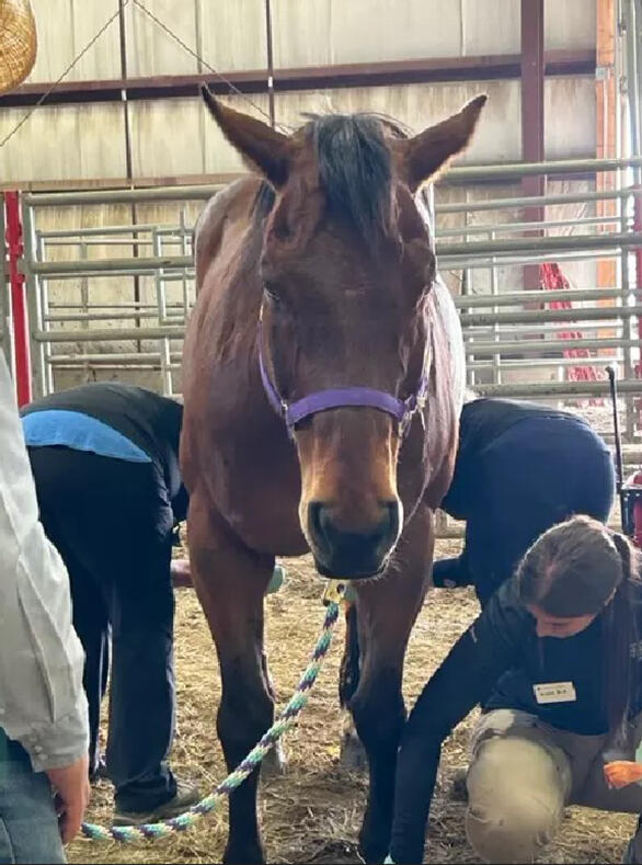 Viper is assessed by Veterinary medicine students. 