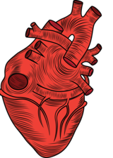 anatomical heart